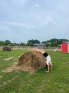 �������, ���������. �� ������� � �. ����� ���������� ������ ����