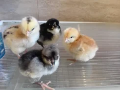 ����. ����