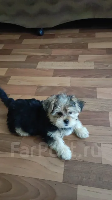 ��-���. ����