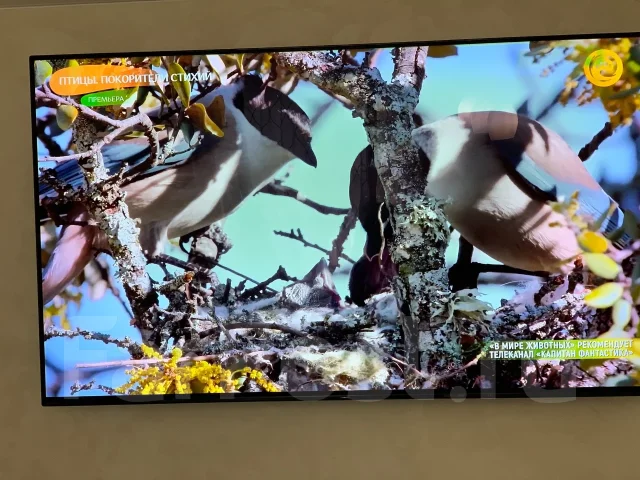 Sony. OLED ����