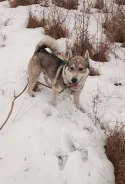 ������� ��������� �����. ����