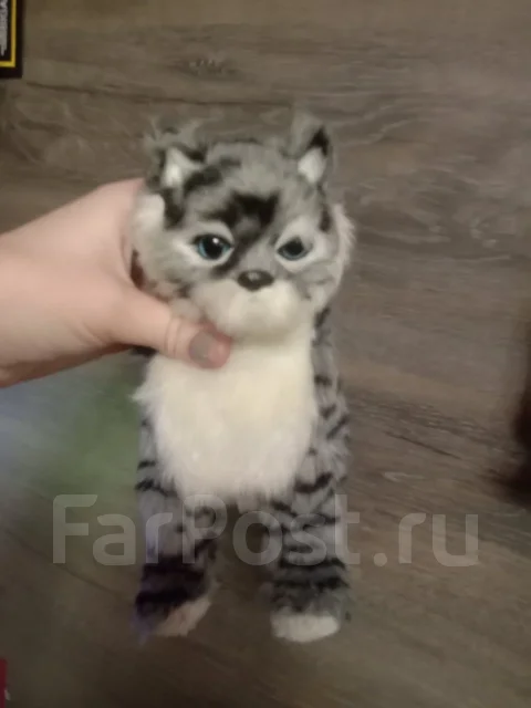 ���� ����