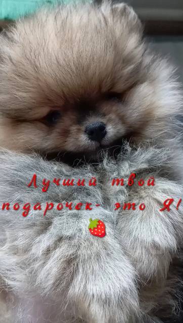 ����. ����