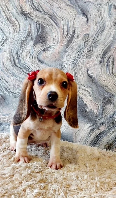 �����. ����