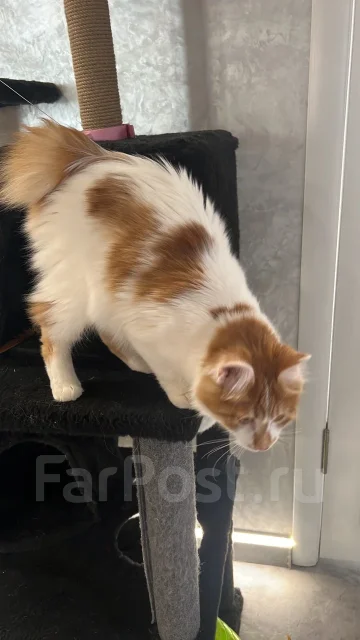�����. ����