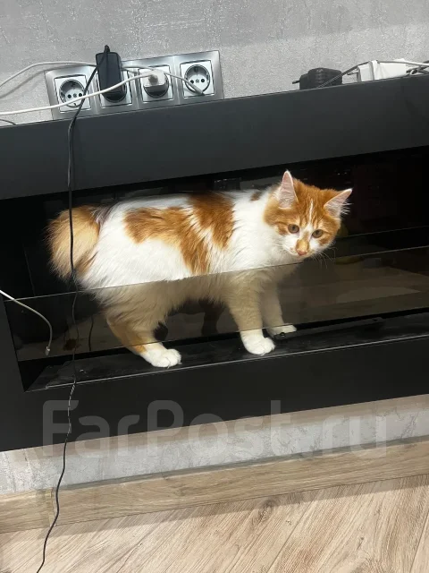 �����. ����