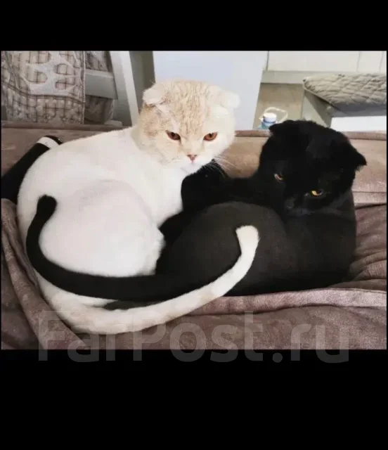 �������. ����