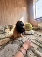 ����. ����