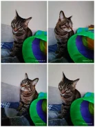 �����. ����