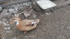 ����. ����