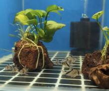 ����������. ����
