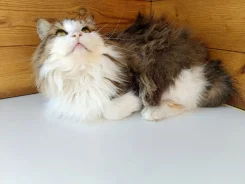 �����. ����