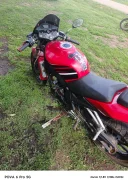 Irbis. 250����. ��., ��������, ���������, ������ �� �� ����