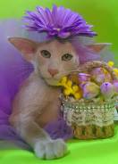 ������������ �����. ����