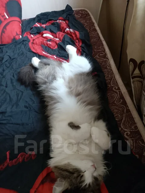 �����. ����