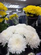 �������. ����������� ����. ����� ��������������� 106 ����