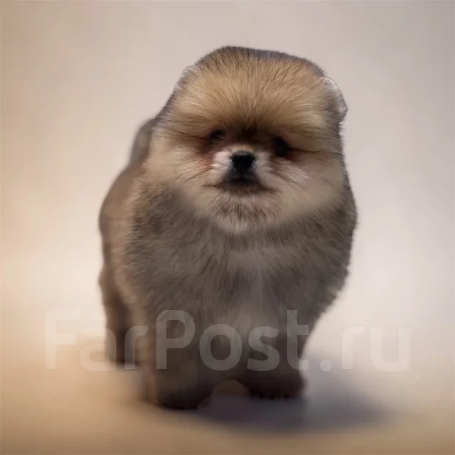����������� ����. ����