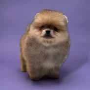 ����������� ����. ����