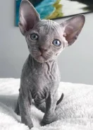 ����� ������� ������� ����