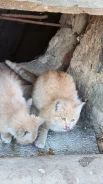 �����. ����
