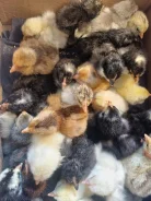 ����. ����