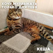 �����. ����