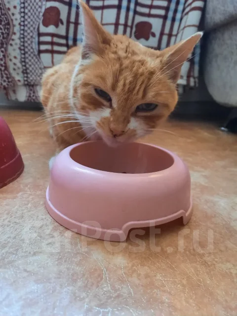 �����. ����