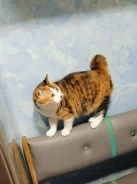 �����. ����