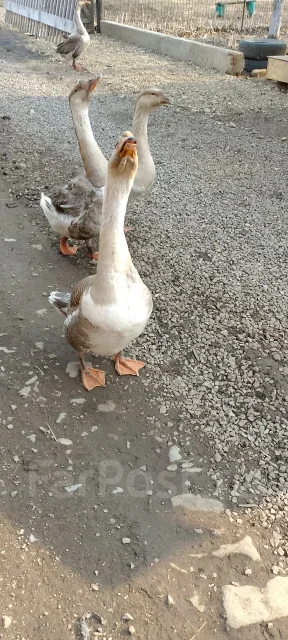 ����. ����