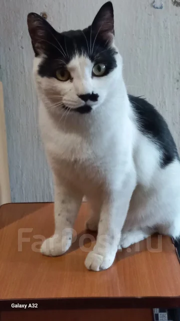 �����. ����