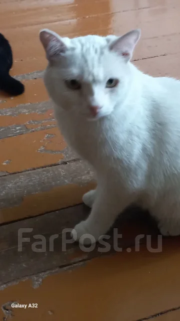 �����. ����