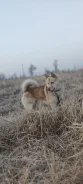 �����. ����