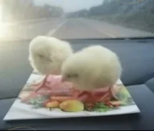 ����. ��� ����� �� ������� ����