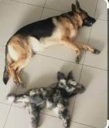 ��������� �����-��������. ������� ����. ����� ���������� 32� ����