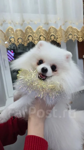 ����. ����