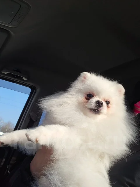 ����. ����