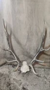 ���� ����