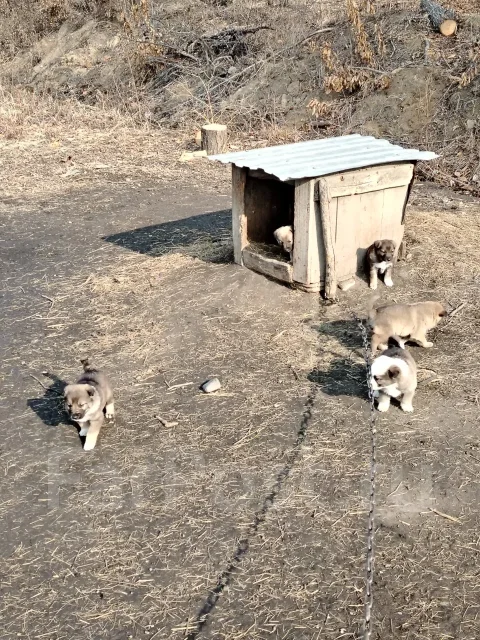 �����. ����