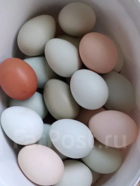 ����. ����