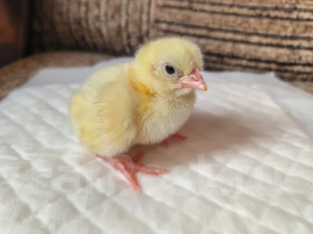 ����. ����