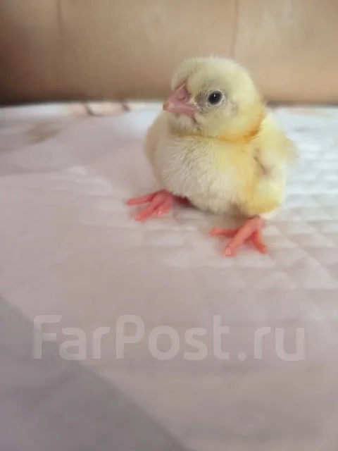 ����. ����