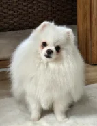 ����. ����