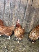 ����. ����