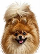 ������. �� ���. ����������� ������� 30 ����