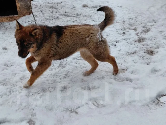 ������. ����