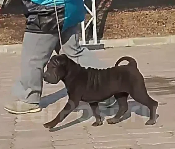 ������. ����