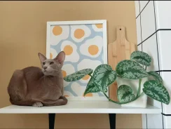 ���������� ��������. ����
