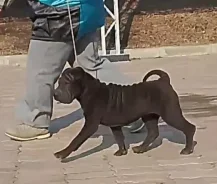 ������. ����