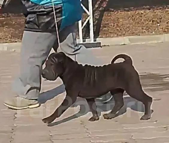 ������. ����