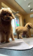����� �����. ����